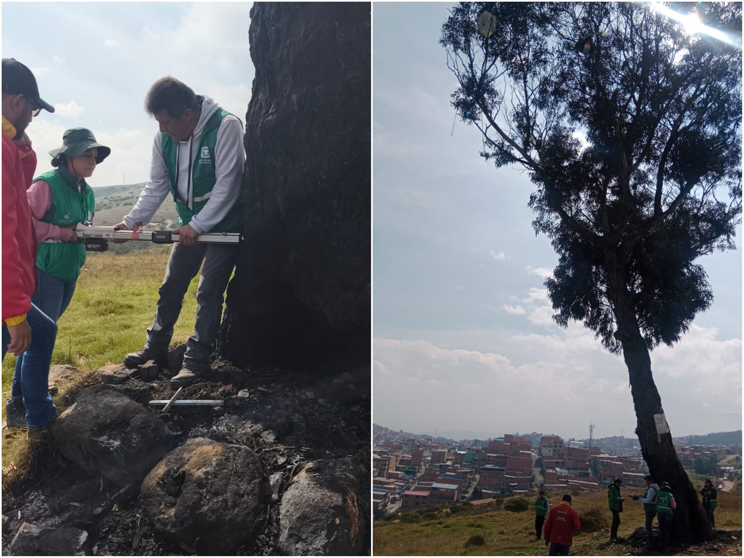 Historias del verde urbano: El recaste del Ahorcado