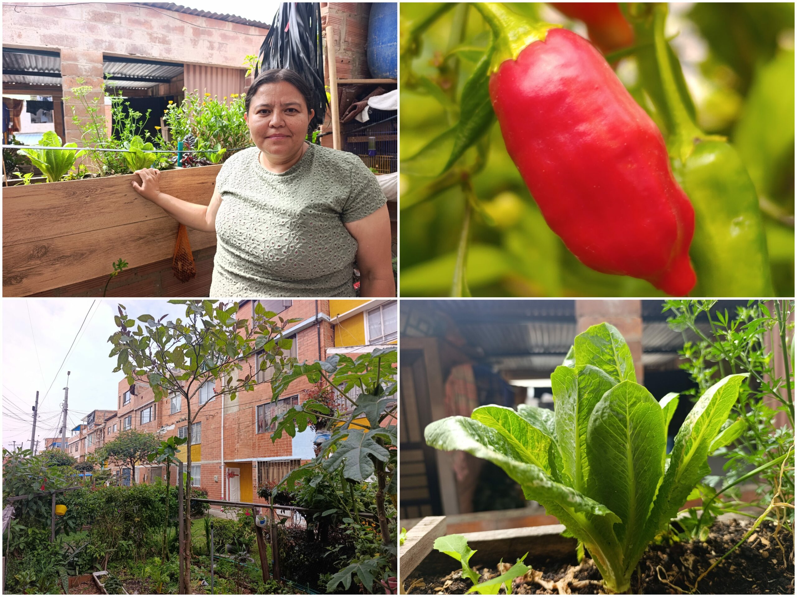 Historias del verde urbano: La nueva lideresa y empresaria huertera de Suba