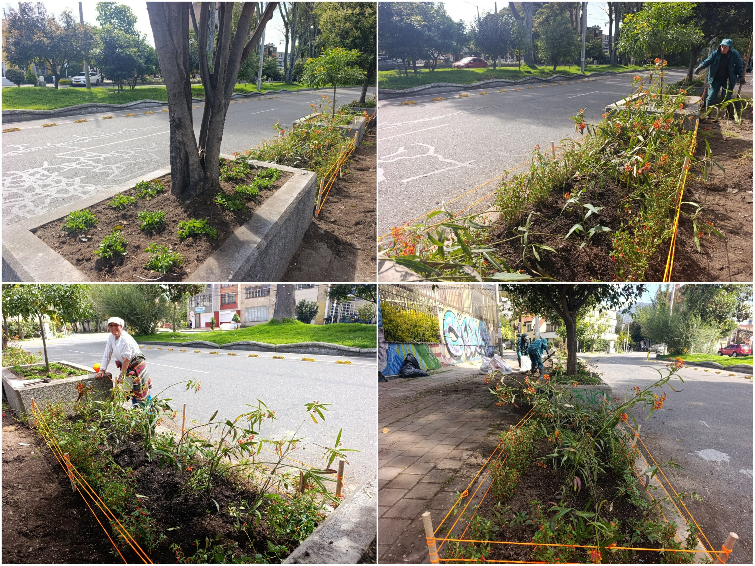 Historias del verde urbano: ¡El Parkway viste sus andenes con jardines biodiversos!