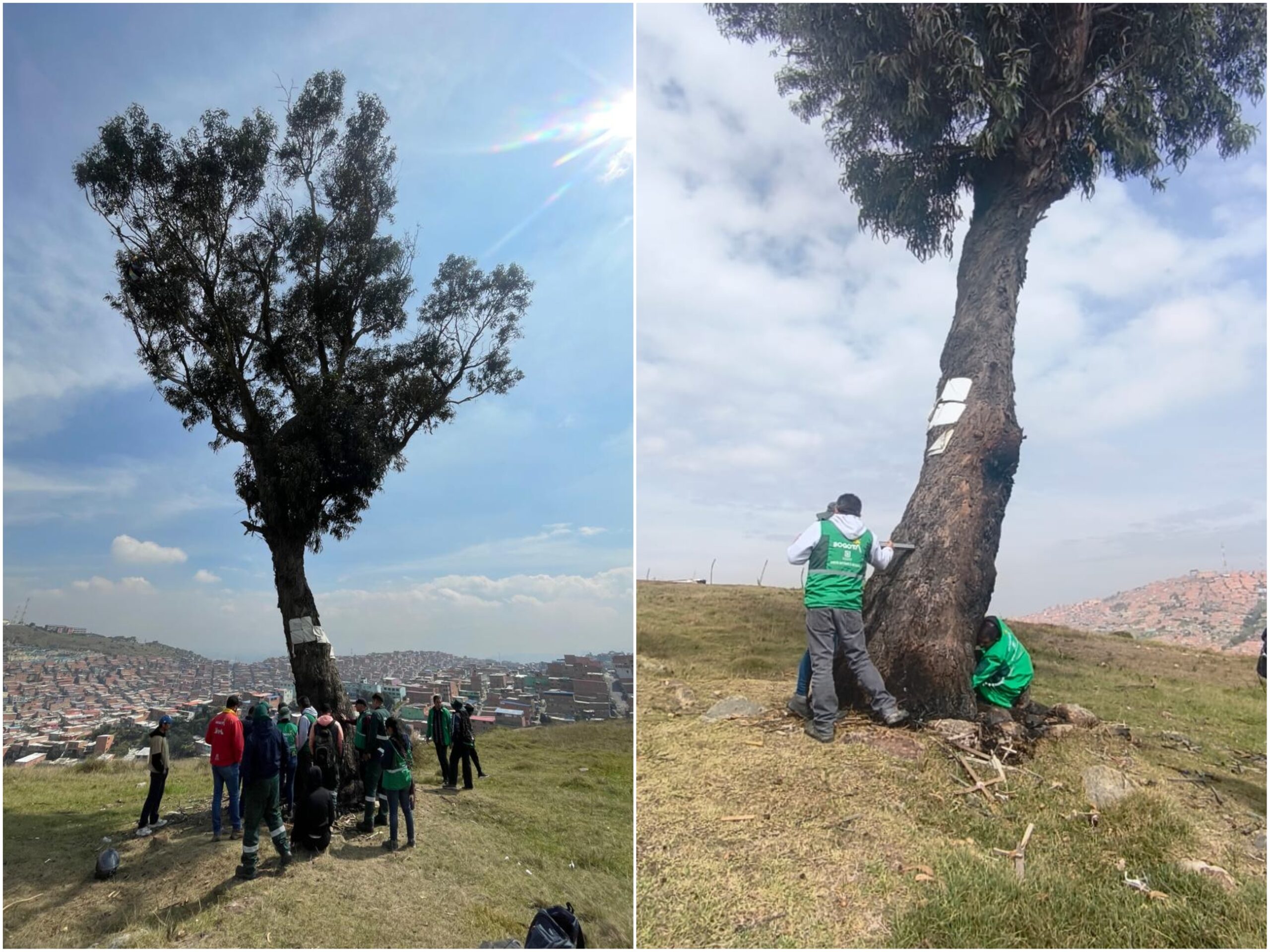 Historias del verde urbano: El recaste del Ahorcado Historias del verde urbano: El recaste del Ahorcado