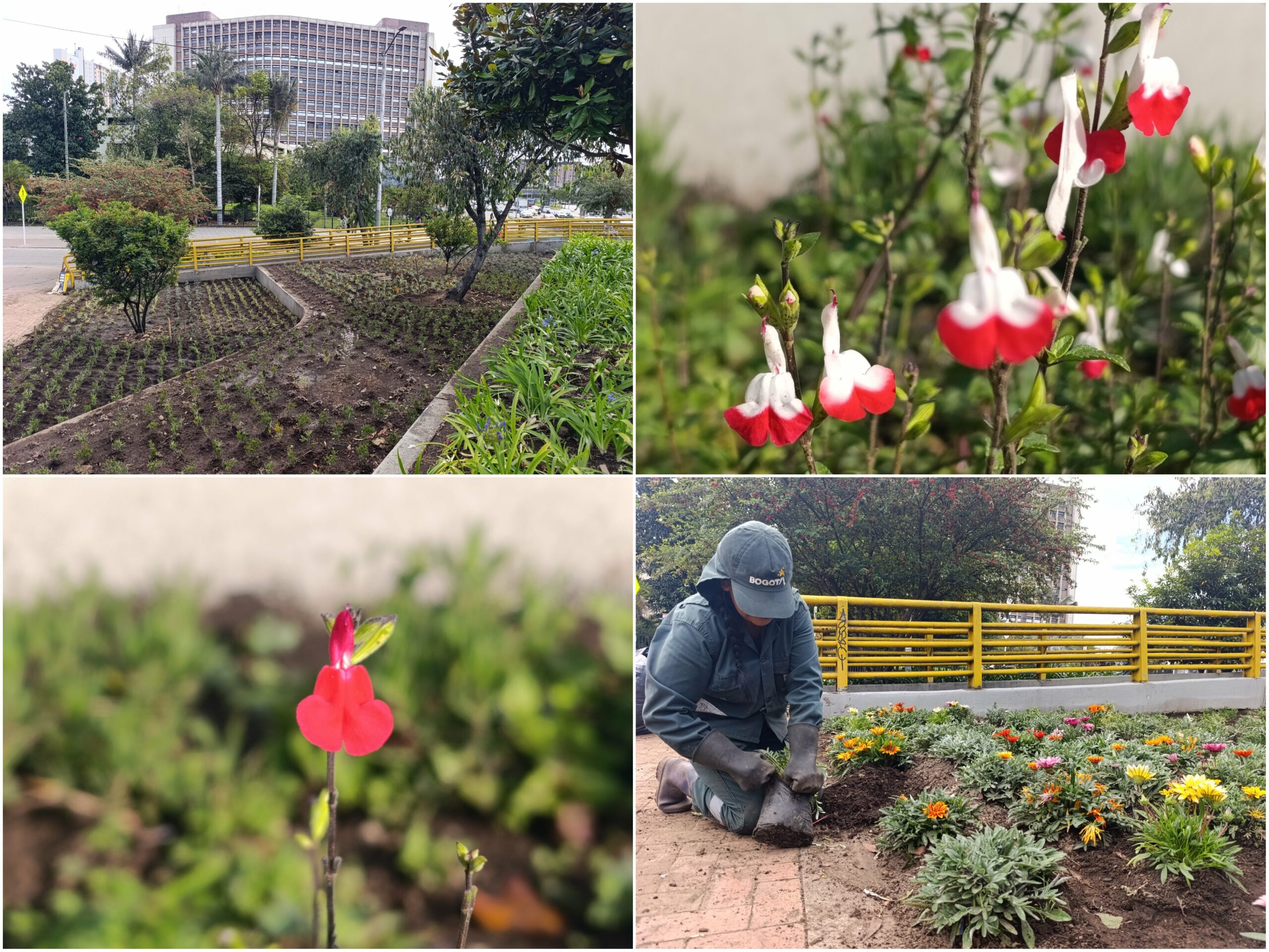 Historias del verde urbano: ¡La renaturalización de los alrededores del CAD!