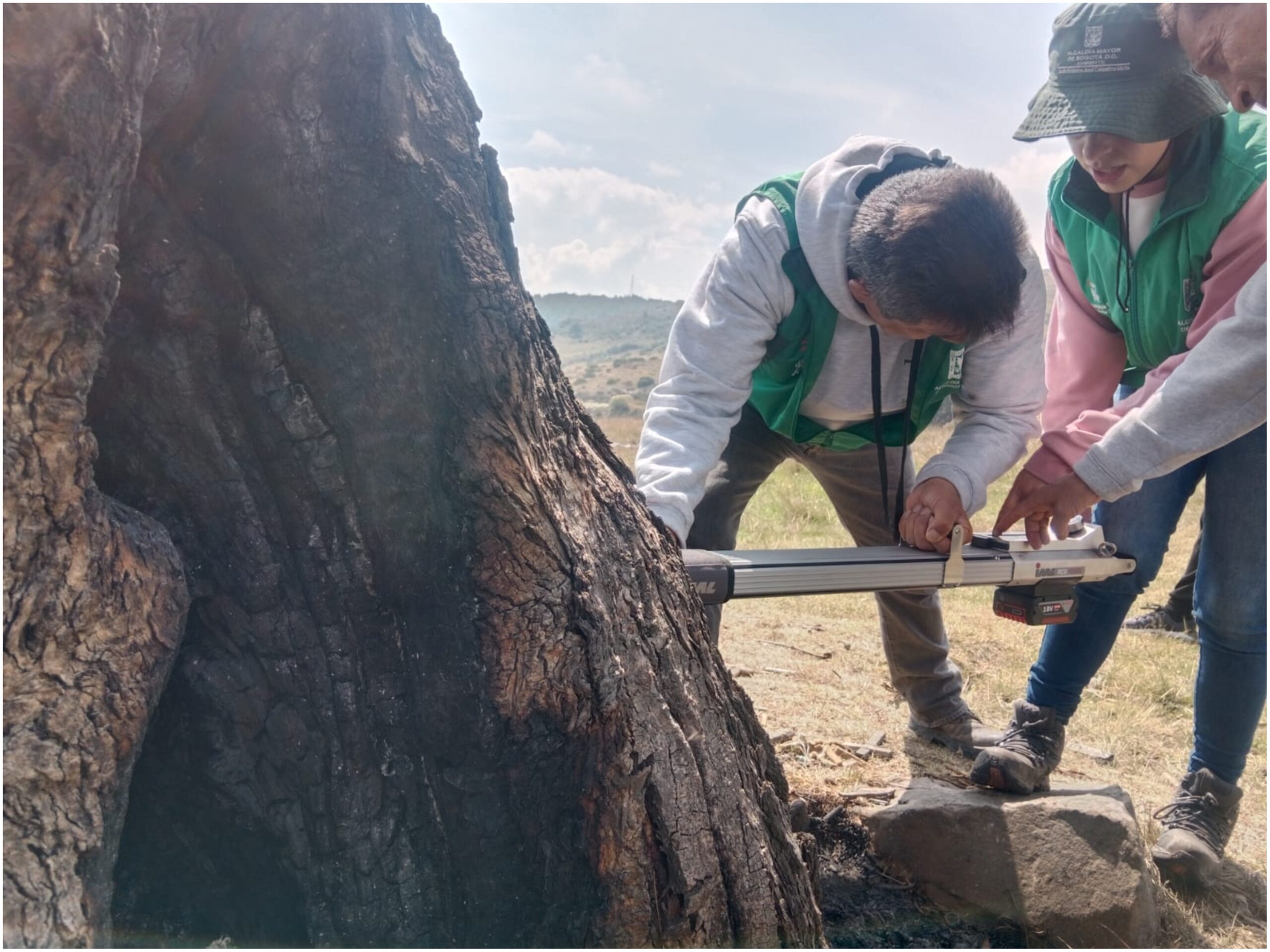 Historias del verde urbano: El recaste del Ahorcado Historias del verde urbano: El recaste del Ahorcado