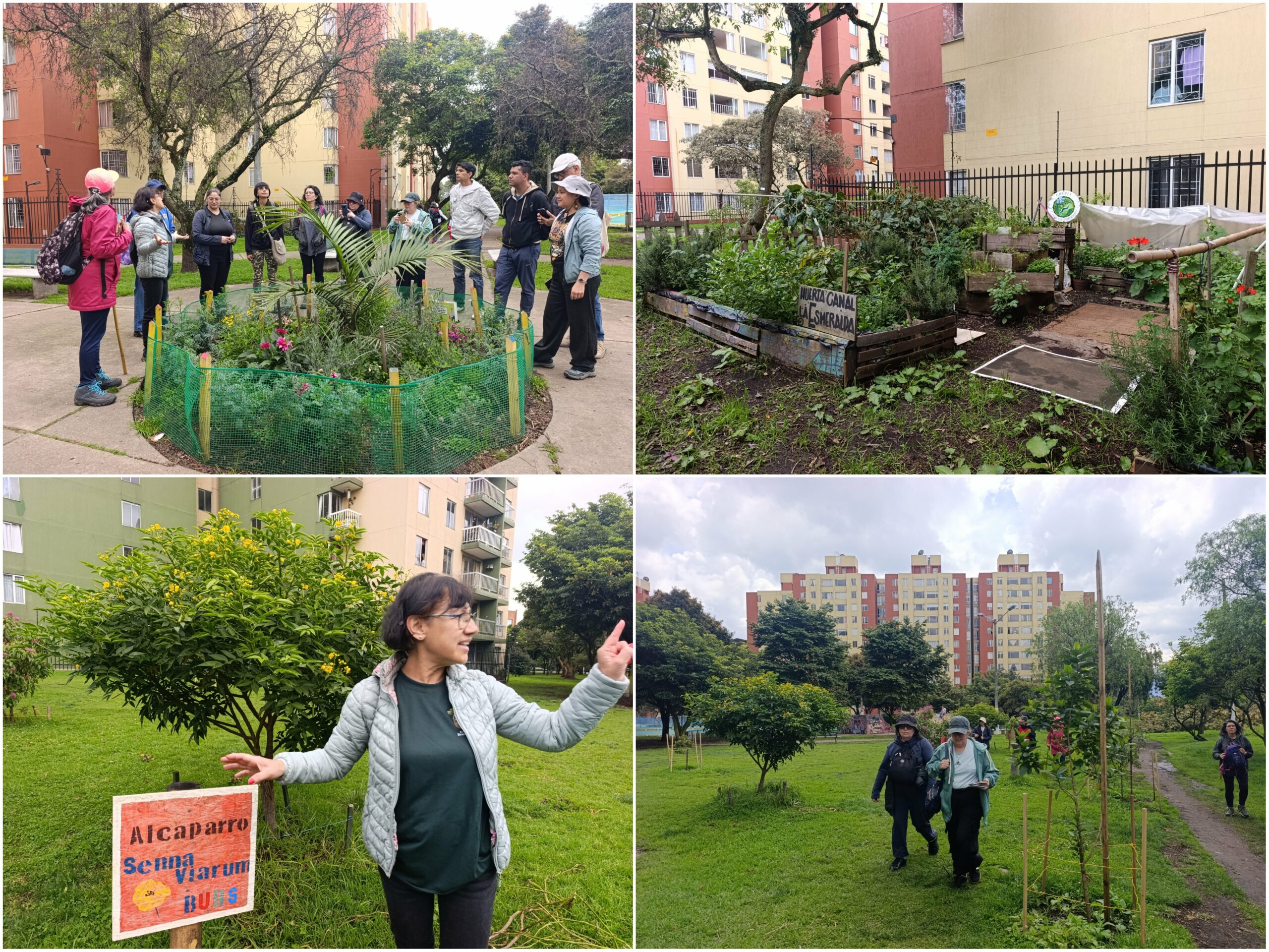 Historias del verde urbano: Una ‘caminata consciente’ por el bosque que la comunidad salvó de ser atropellado por una vía
