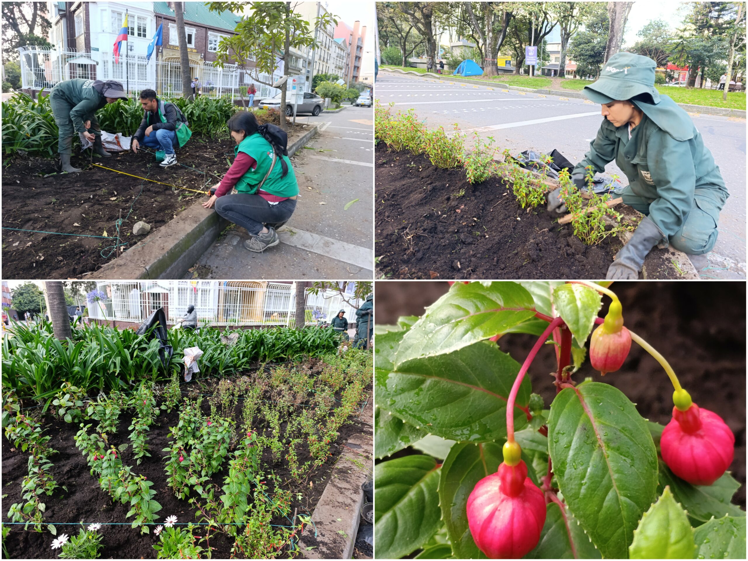 Historias del verde urbano: ¡El Parkway viste sus andenes con jardines biodiversos!
