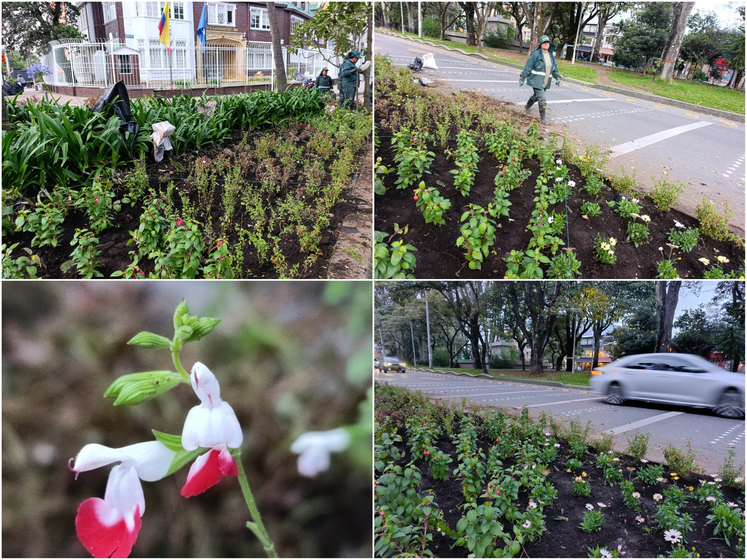 Historias del verde urbano: ¡El Parkway viste sus andenes con jardines biodiversos!