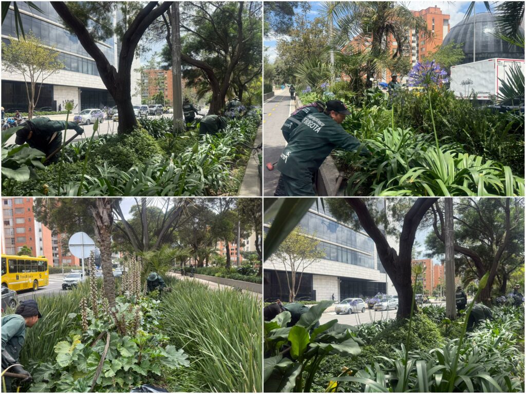 Historias del verde urbano: Poda y deshierbe en las jardineras más grandes de Bogotá