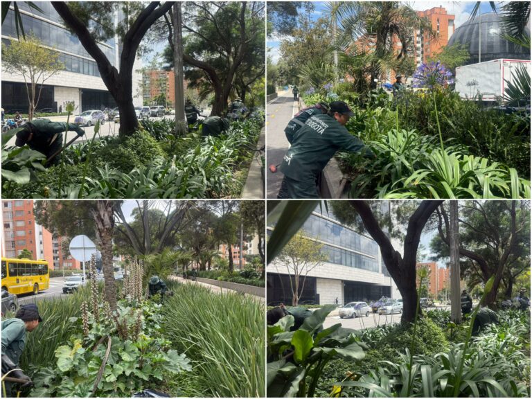 Historias del verde urbano: Poda y deshierbe en las jardineras más grandes de Bogotá
