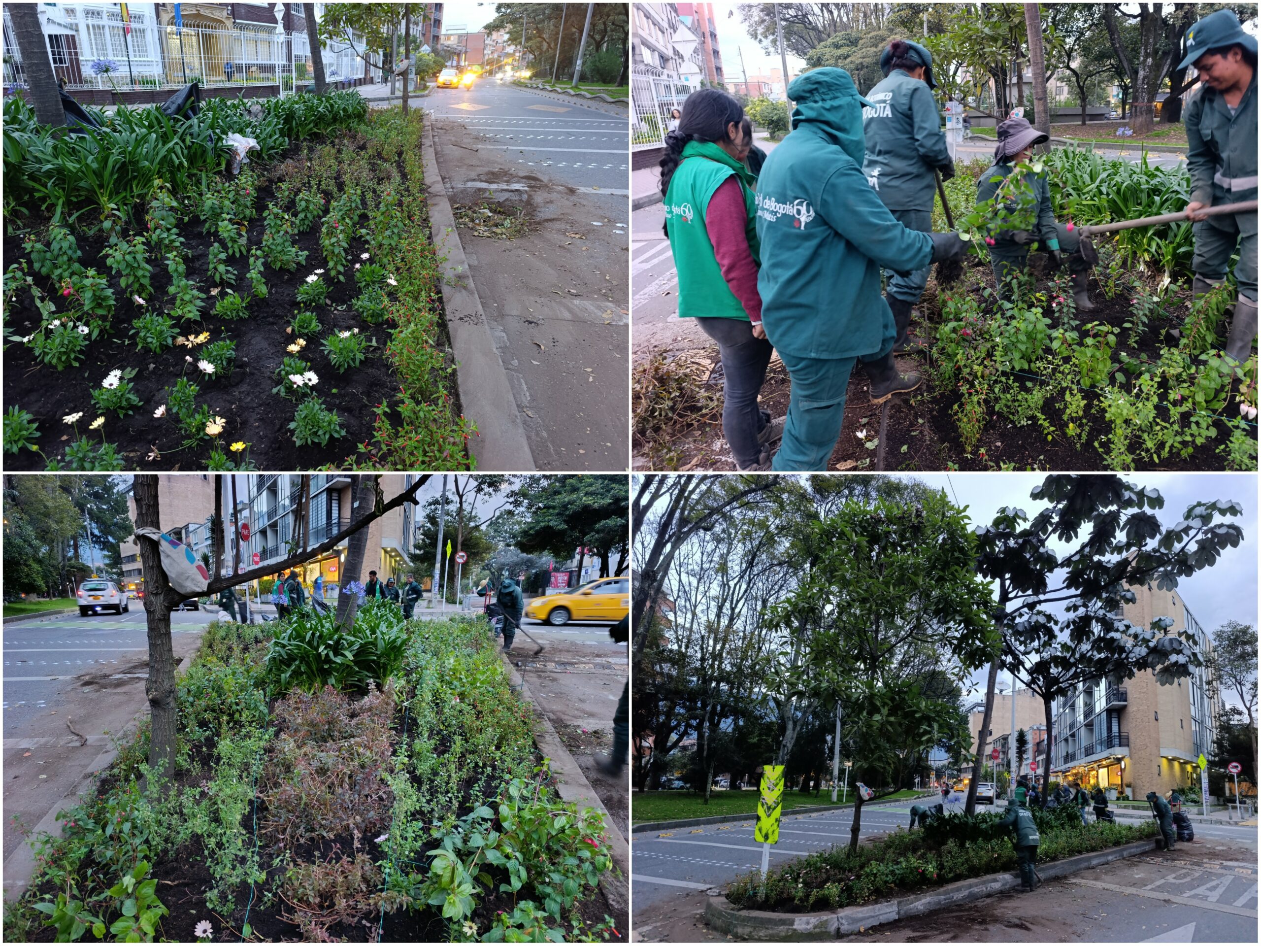 Historias del verde urbano: ¡El Parkway viste sus andenes con jardines biodiversos!