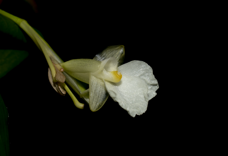 Ipomoea purpurea
