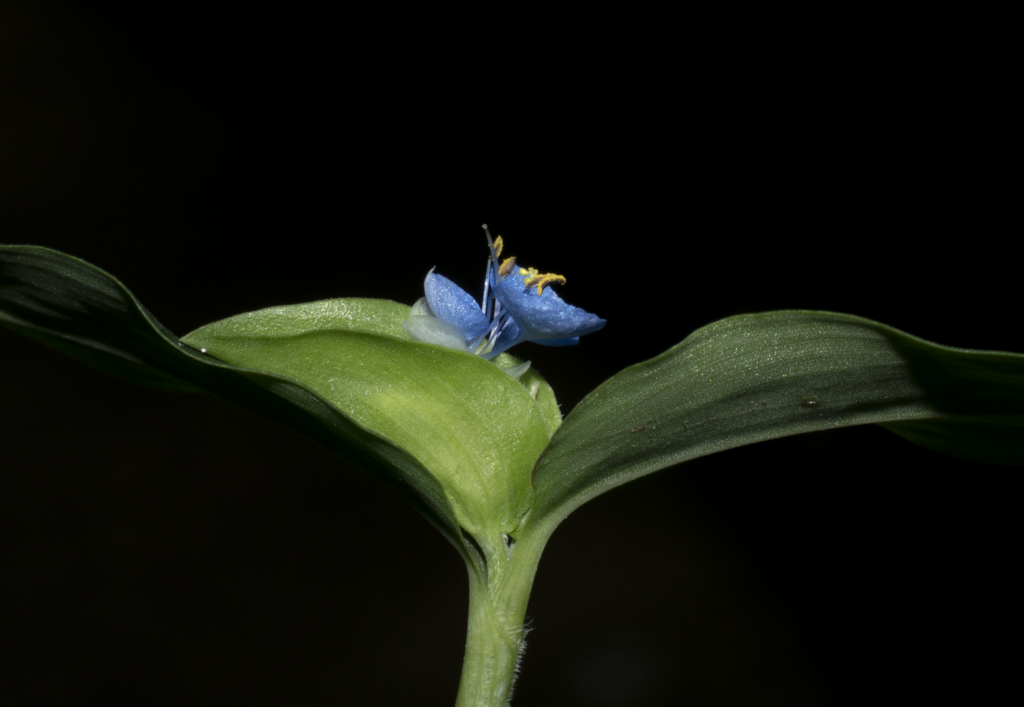 Commelina diffusa