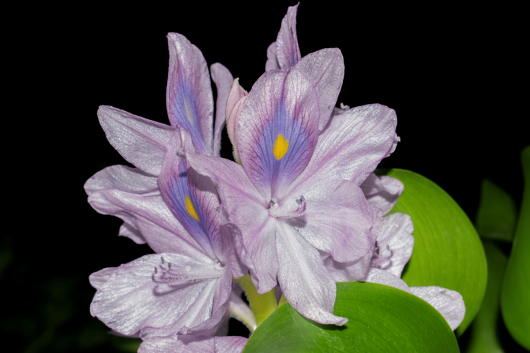 Eichhornia crassipes