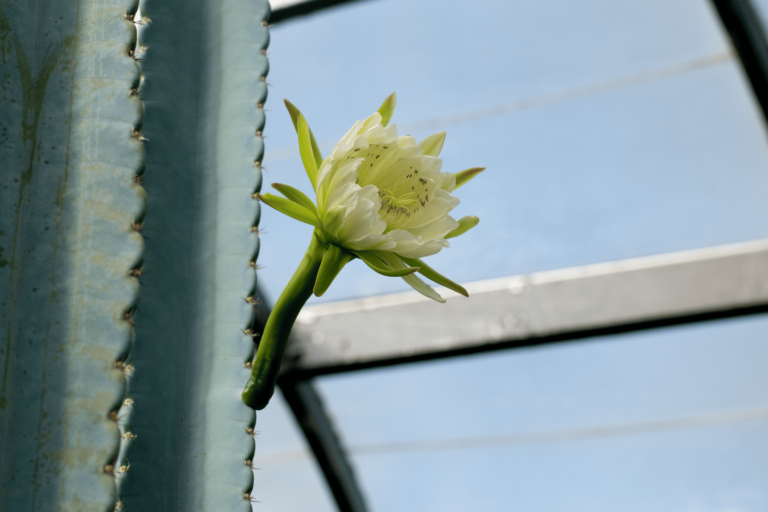 Cereus hexagonus