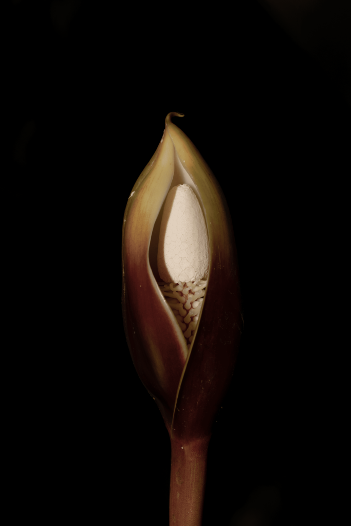 Homalomena rubescens