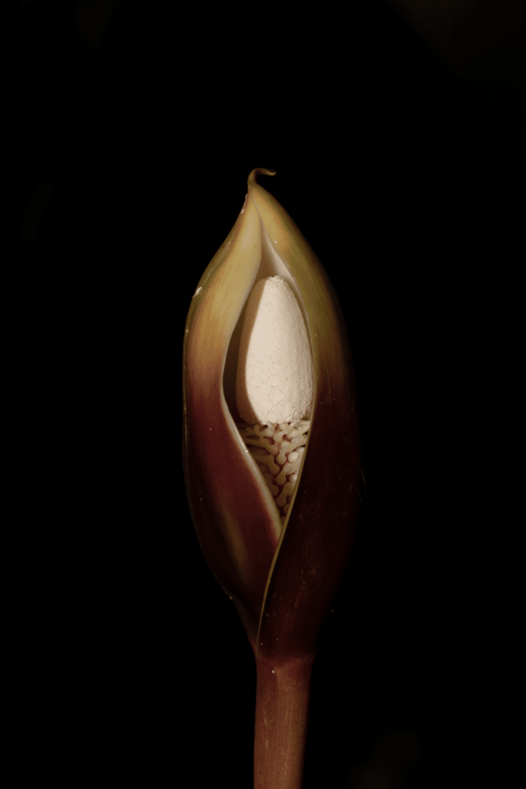 Homalomena rubescens