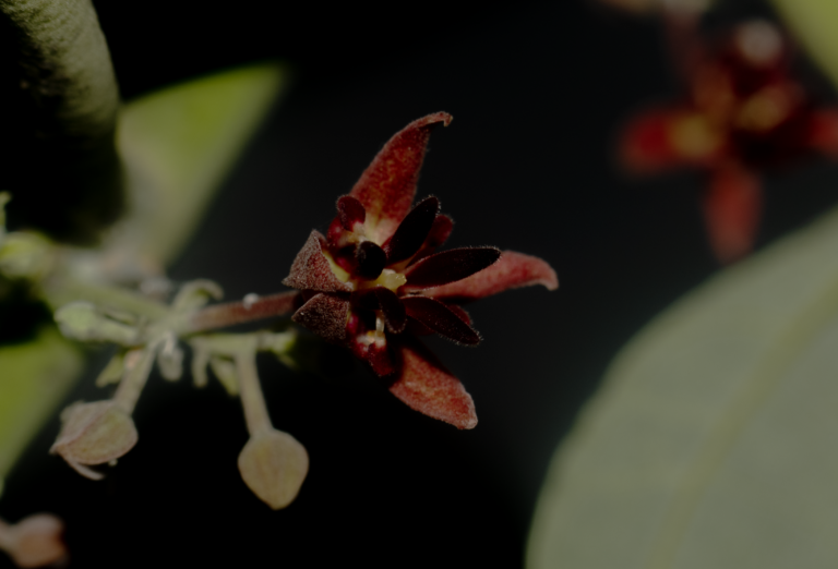 Theobroma bicolor