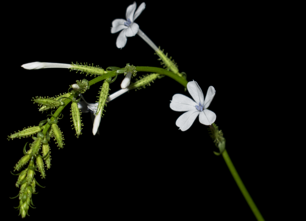 Plumbago zeylanica