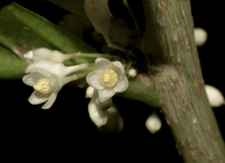 Casearia megacarpa