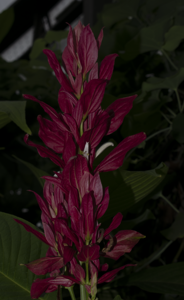 Megaskepasma erythrochlamys