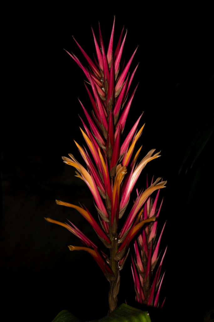 Pitcairnia dolichopetala