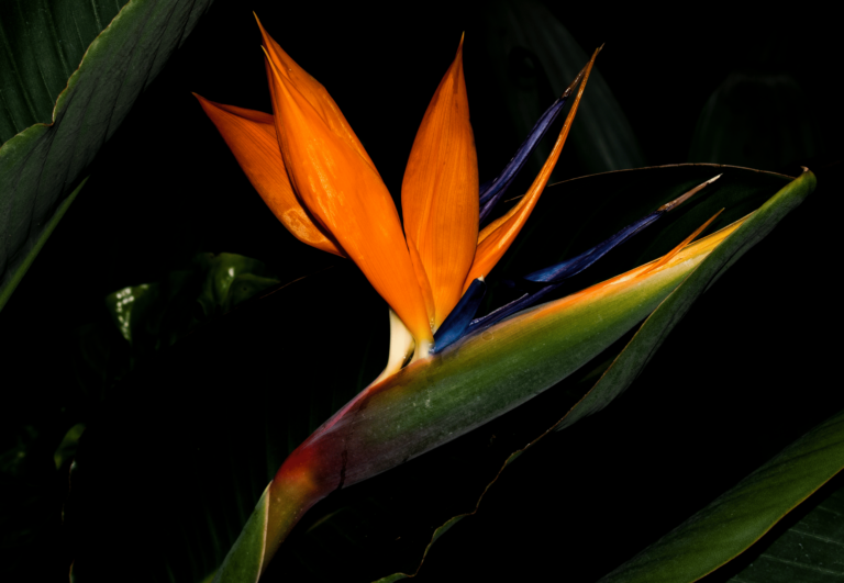 Strelitzia reginae