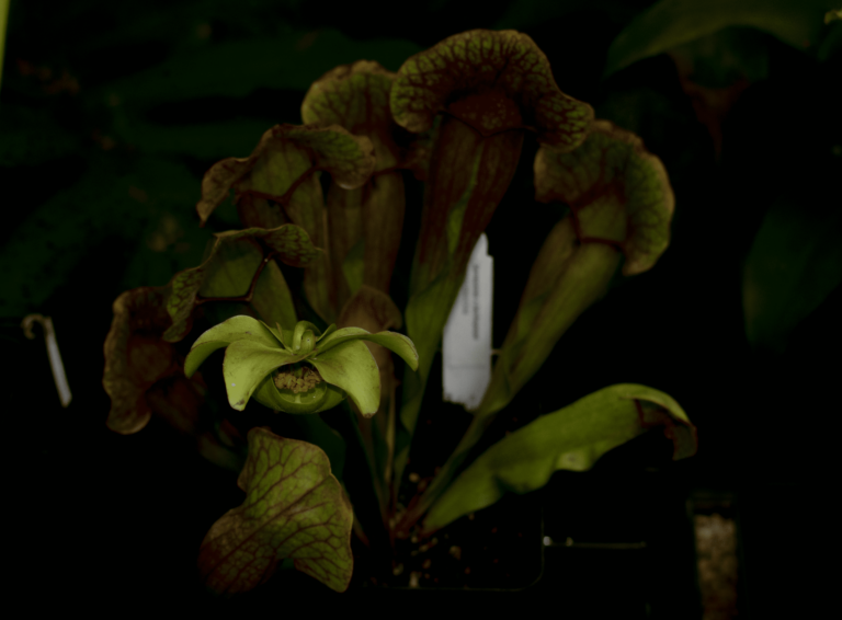 Sarracenia purpurea