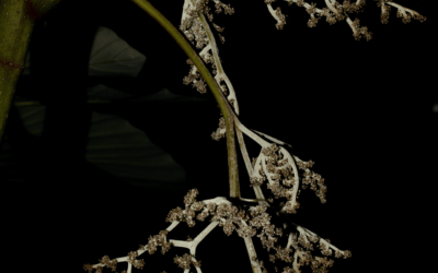 Pourouma cecropiifolia