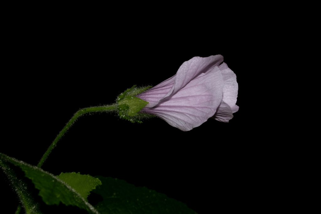 Hibiscus spathulatus