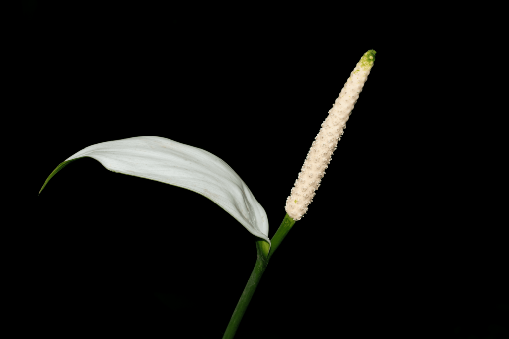 Spathiphyllum cannifolium
