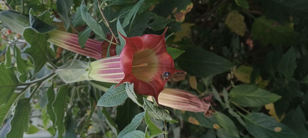 Brugmansia sanguinea x vulcanicola