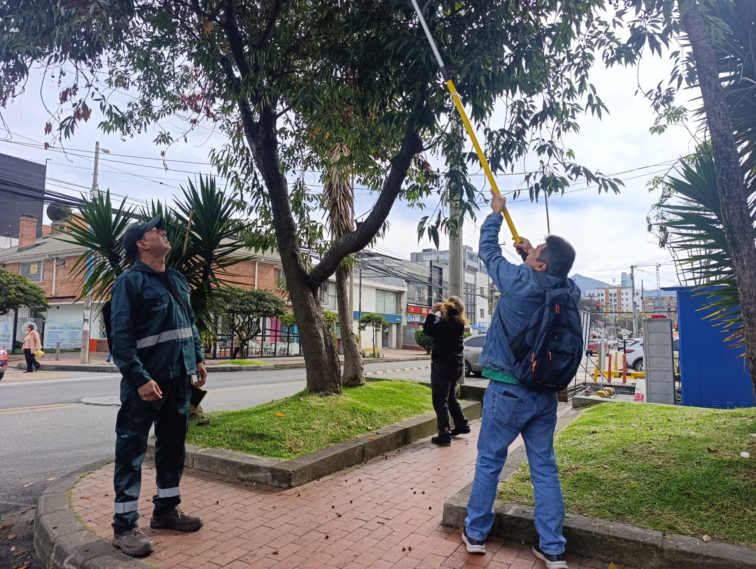 Historias del verde urbano: Chequeos fitosanitarios en los cerezos de Barrios Unidos Historias del verde urbano: Chequeos fitosanitarios en los cerezos de Barrios Unidos