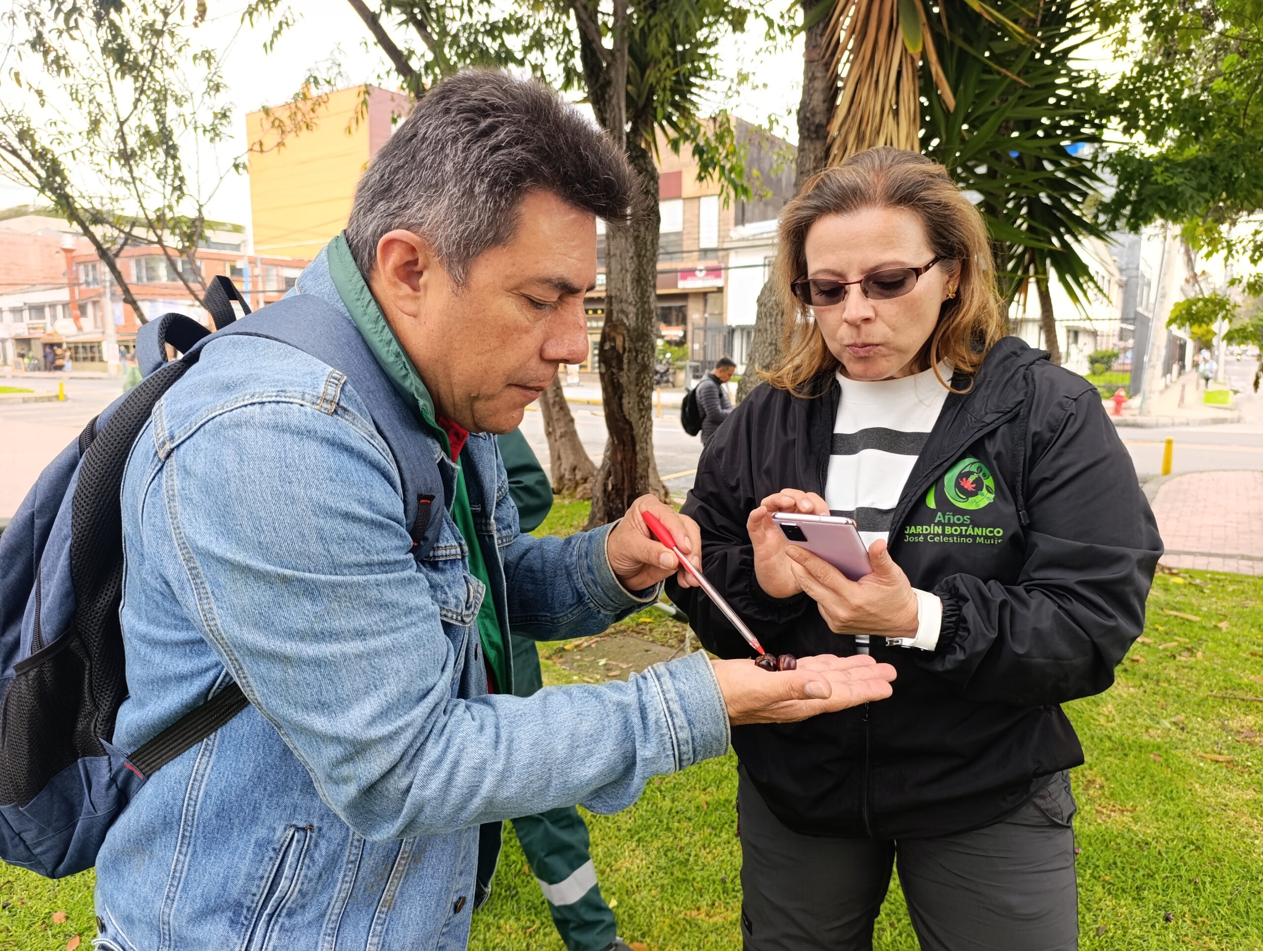 Historias del verde urbano: Chequeos fitosanitarios en los cerezos de Barrios Unidos Historias del verde urbano: Chequeos fitosanitarios en los cerezos de Barrios Unidos
