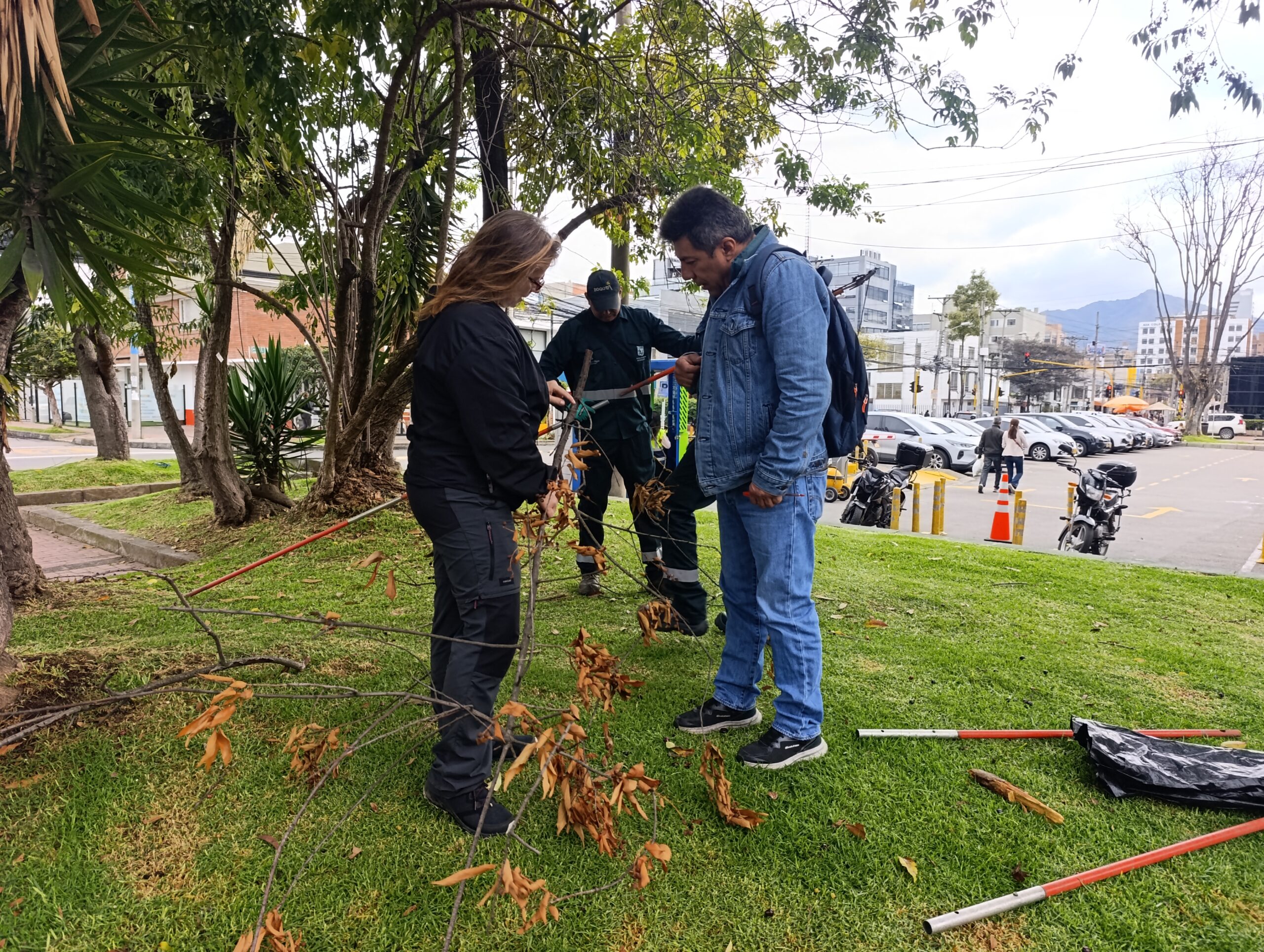 Historias del verde urbano: Chequeos fitosanitarios en los cerezos de Barrios Unidos Historias del verde urbano: Chequeos fitosanitarios en los cerezos de Barrios Unidos