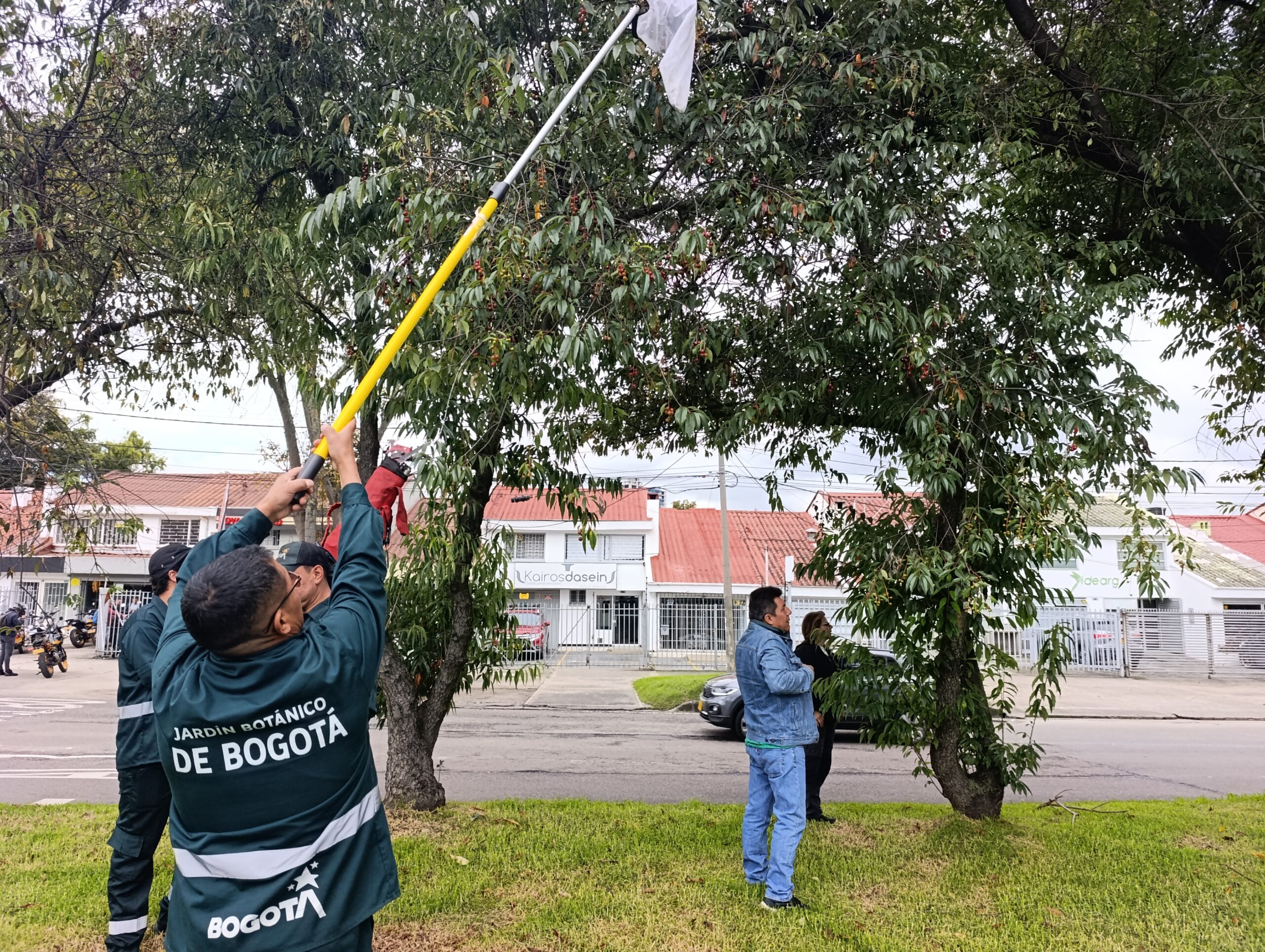 Historias del verde urbano: Chequeos fitosanitarios en los cerezos de Barrios Unidos Historias del verde urbano: Chequeos fitosanitarios en los cerezos de Barrios Unidos