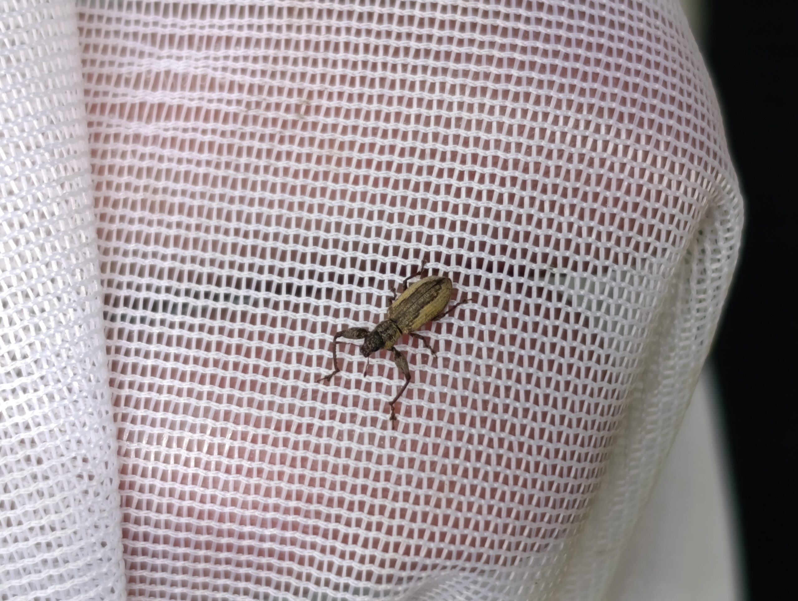 Historias del verde urbano: Chequeos fitosanitarios en los cerezos de Barrios Unidos Historias del verde urbano: Chequeos fitosanitarios en los cerezos de Barrios Unidos