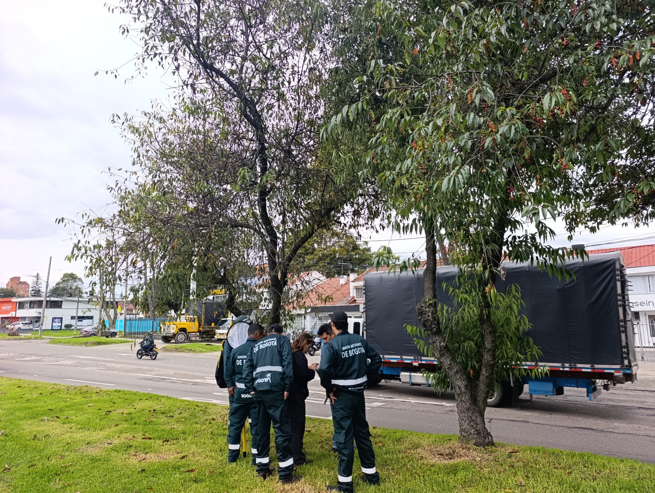 Historias del verde urbano: Chequeos fitosanitarios en los cerezos de Barrios Unidos Historias del verde urbano: Chequeos fitosanitarios en los cerezos de Barrios Unidos
