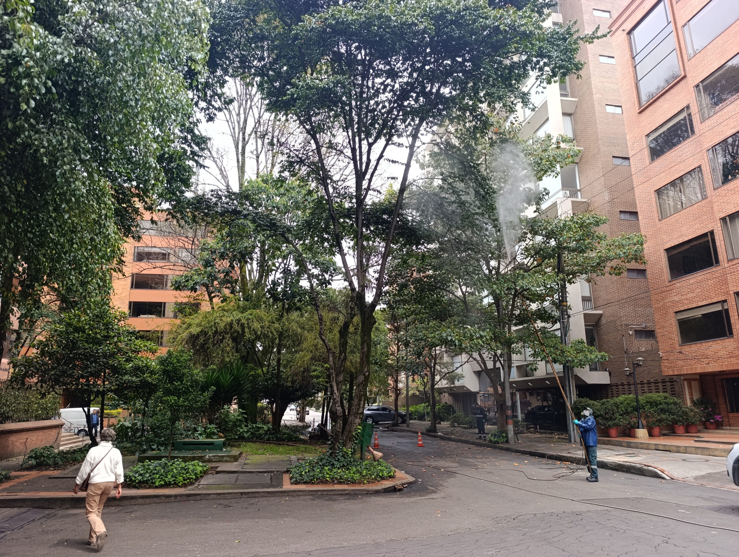 Historias del verde urbano: ¡Operativo fitosanitario en Chapinero! Historias del verde urbano: ¡Operativo fitosanitario en Chapinero!