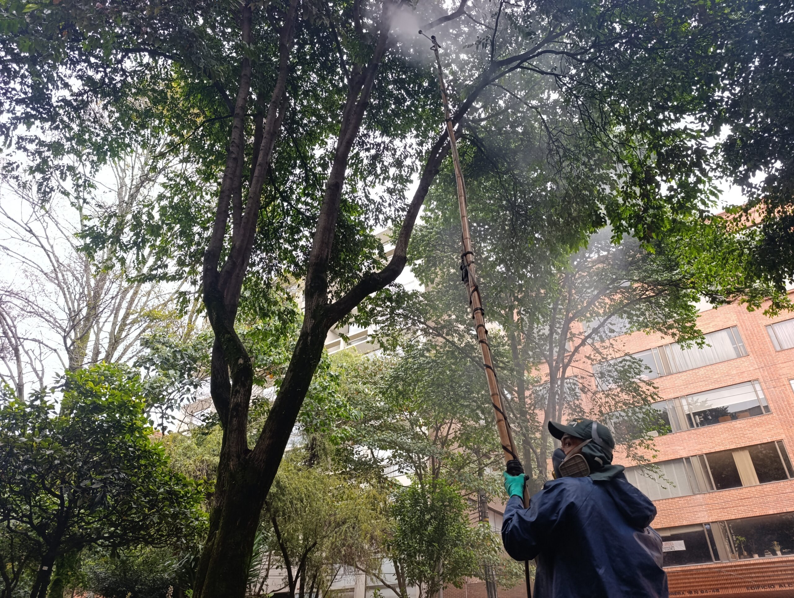 Historias del verde urbano: ¡Operativo fitosanitario en Chapinero! Historias del verde urbano: ¡Operativo fitosanitario en Chapinero!