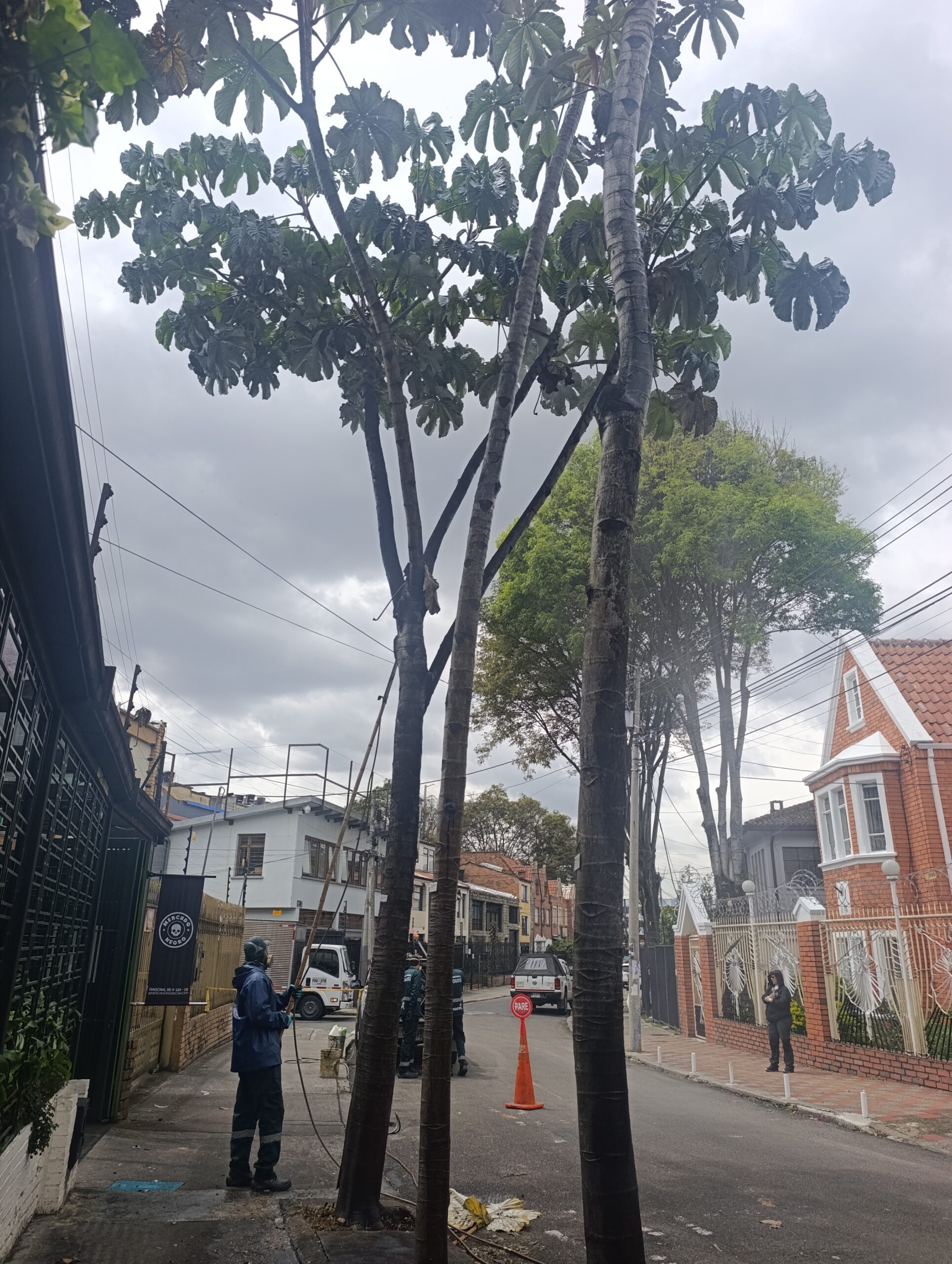 Historias del verde urbano: ¡Operativo fitosanitario en Chapinero! Historias del verde urbano: ¡Operativo fitosanitario en Chapinero!