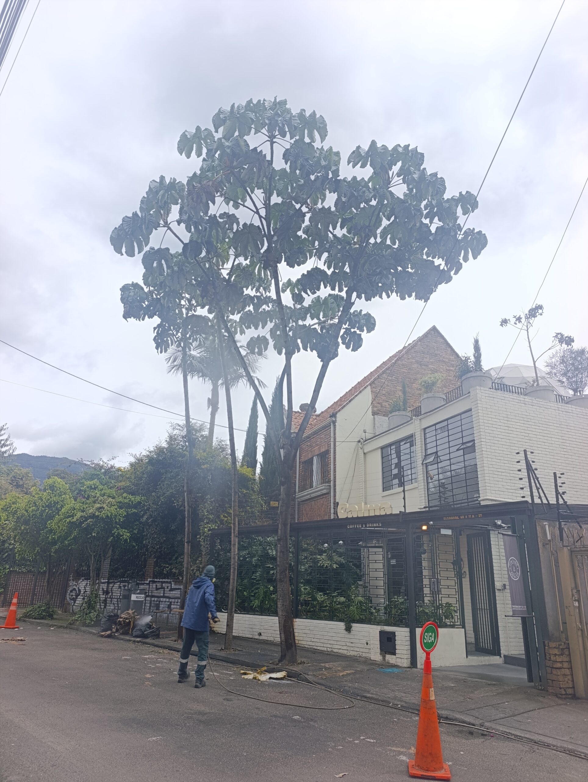 Historias del verde urbano: ¡Operativo fitosanitario en Chapinero! Historias del verde urbano: ¡Operativo fitosanitario en Chapinero!