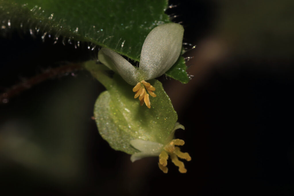Begonia hirtella