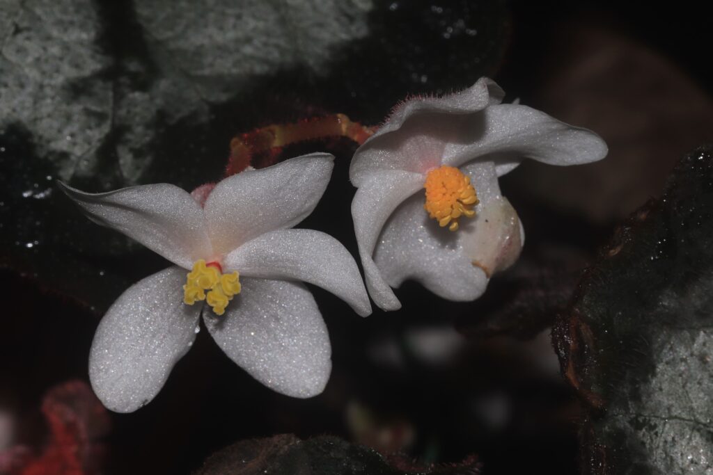 Begonia rex 'Escargot'