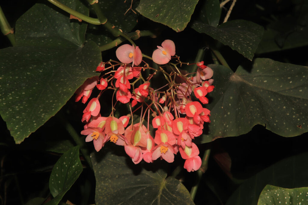 Begonia maculata