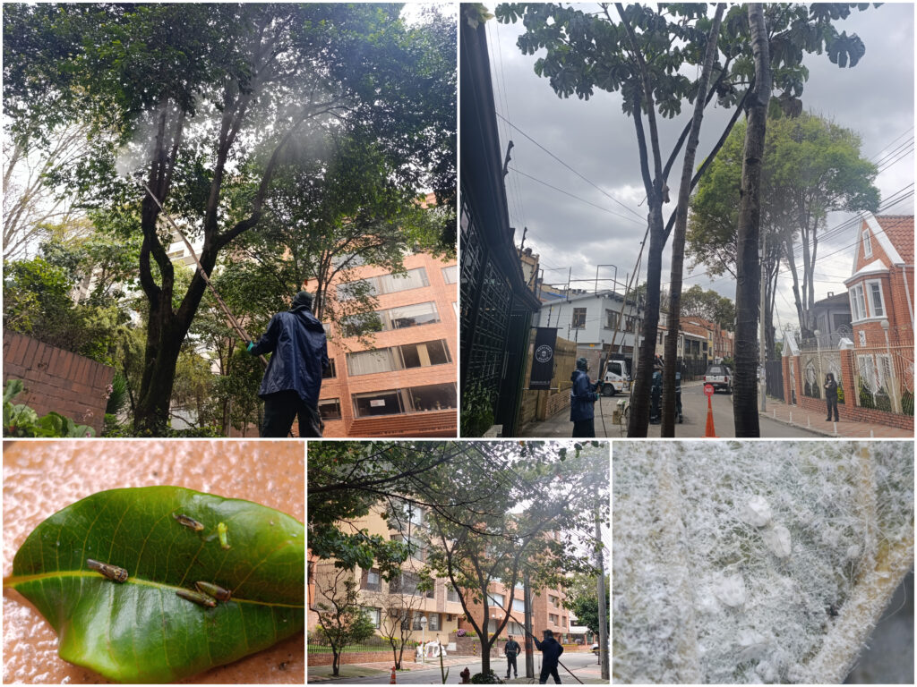 Historias del verde urbano: ¡Operativo fitosanitario en Chapinero!