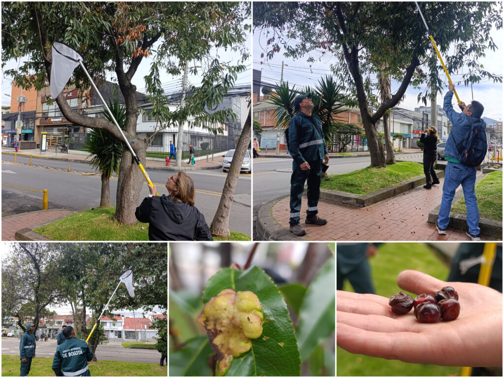 Chequeos fitosanitarios en los cerezos de Barrios Unidos