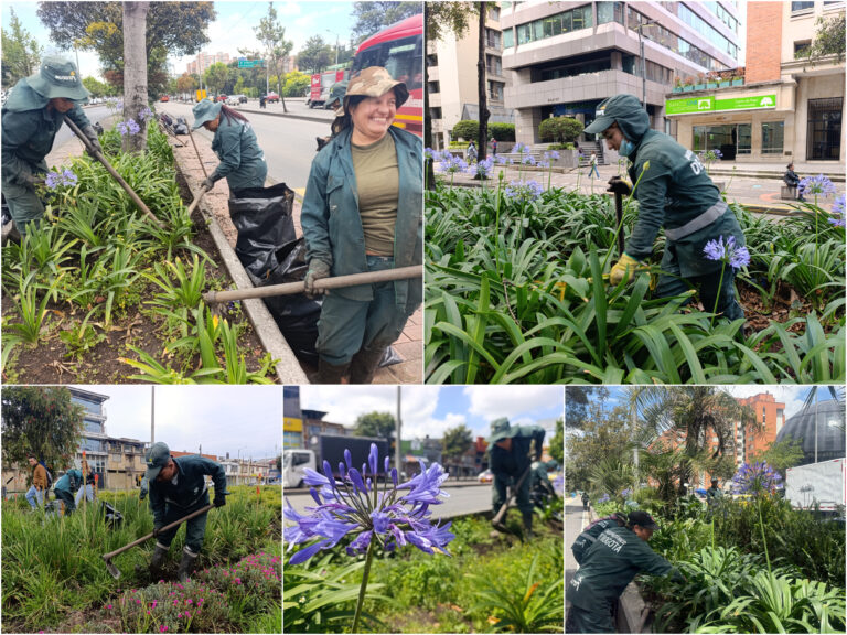 Historias del verde urbano: Poda y deshierbe en las jardineras más grandes de Bogotá