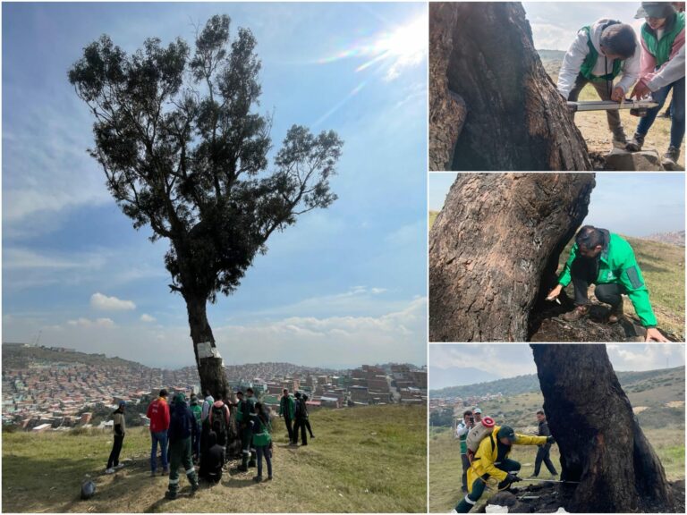Historias del verde urbano: El recaste del Ahorcado