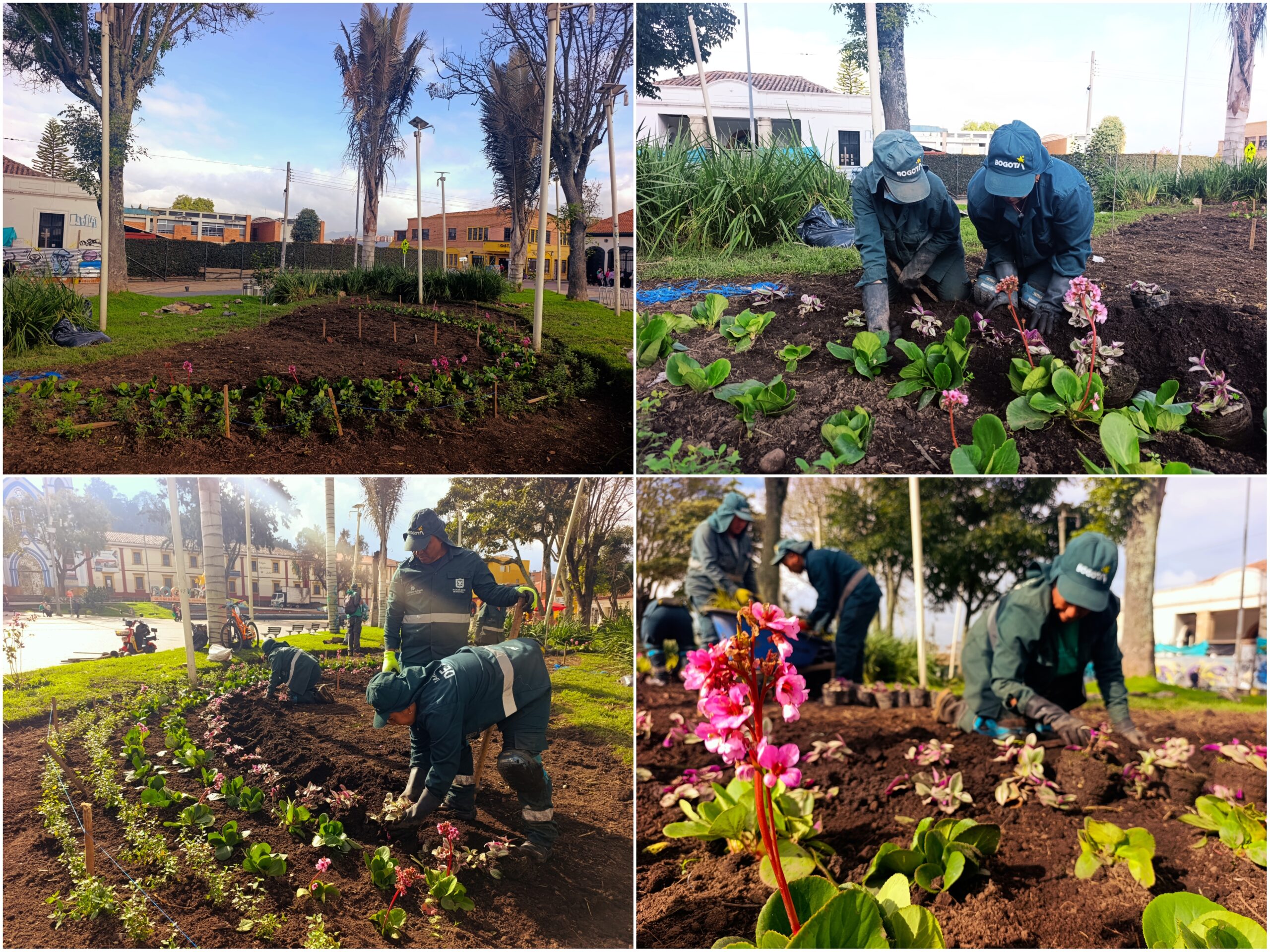 Historias del verde urbano: El arcoíris floral de la Plaza Fundacional de Suba