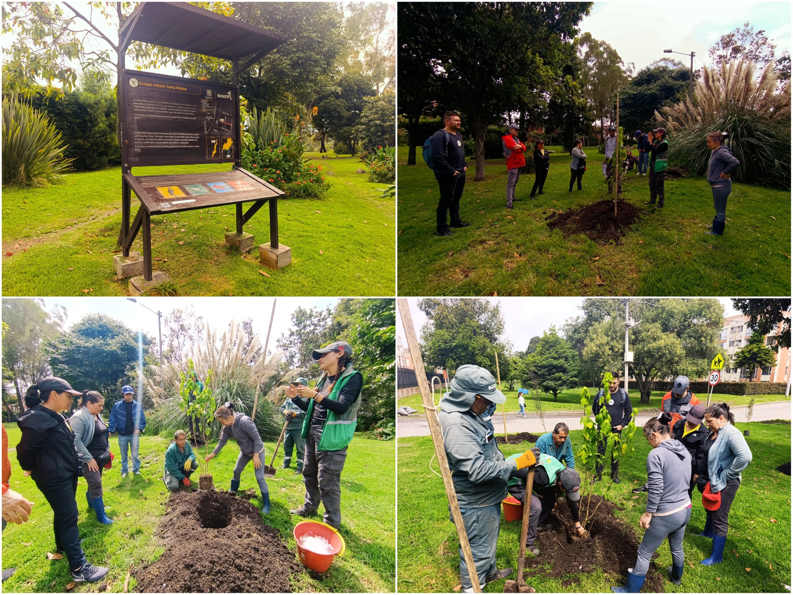 Historias del verde urbano: ¡Fiesta verde con los amigos del bosque Santa Helena!