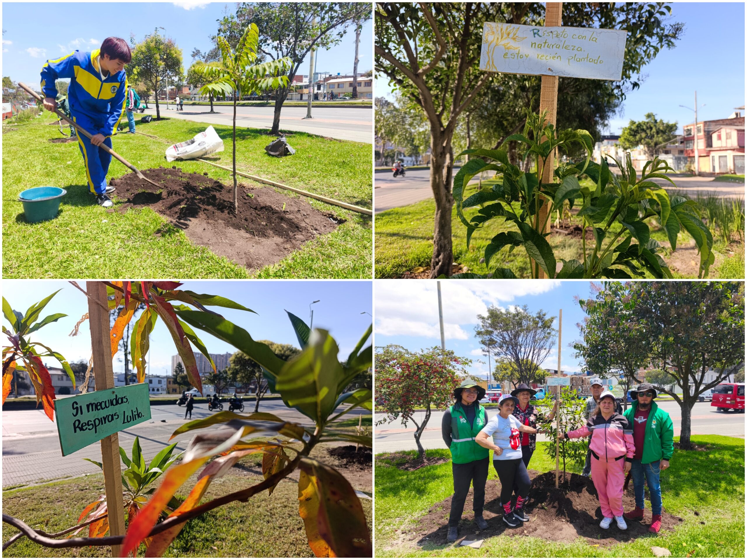 Historias del verde urbano: El despertar verde del Olarte