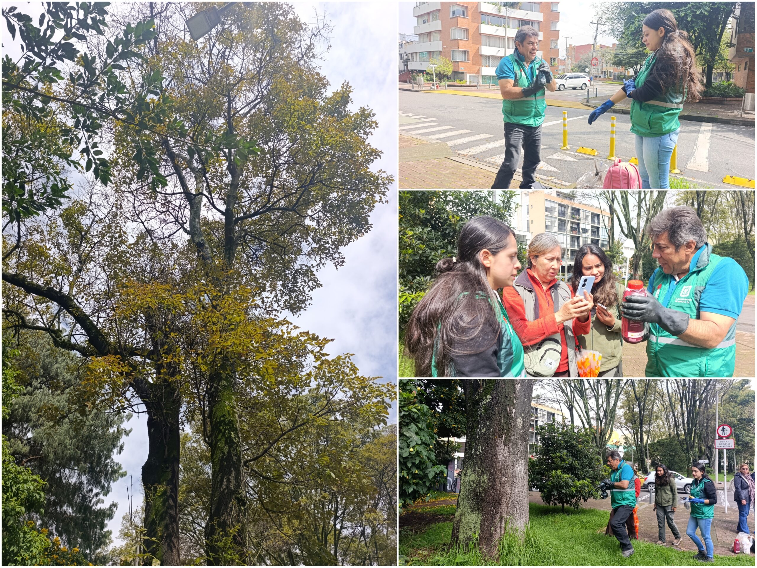 Historias del verde urbano: Una clase de endoterapia en los árboles más antiguos del Parkway